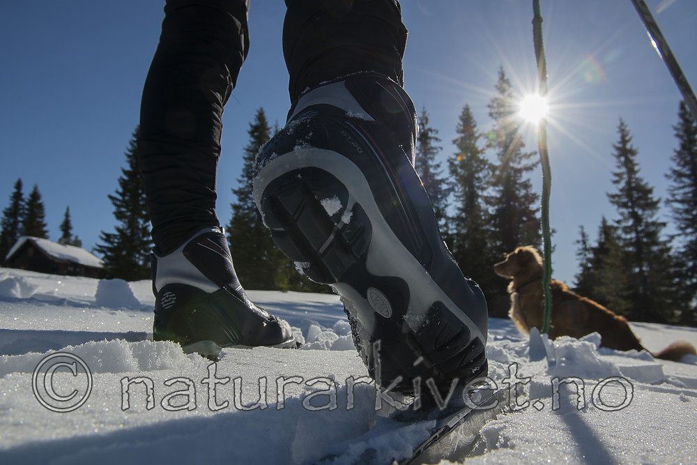 BB 15 0625 / Canis lupus familiaris / Hund