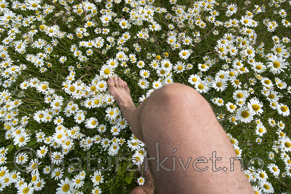 BB 15 0626 / Leucanthemum vulgare / Prestekrage