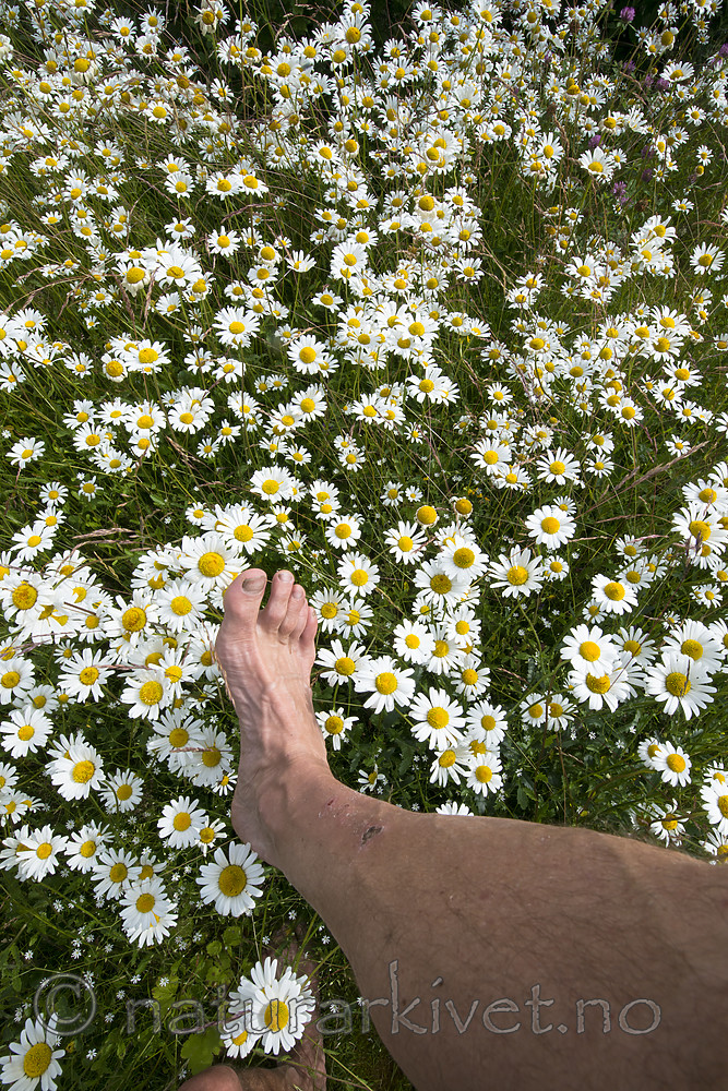 BB 15 0628 / Leucanthemum vulgare / Prestekrage
