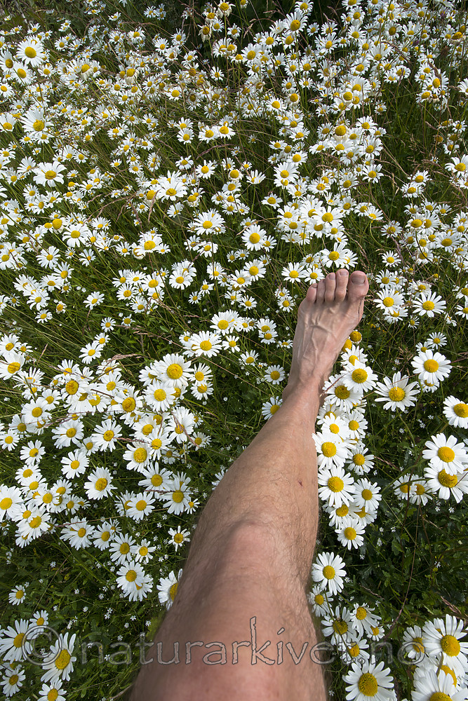 BB 15 0629 / Leucanthemum vulgare / Prestekrage