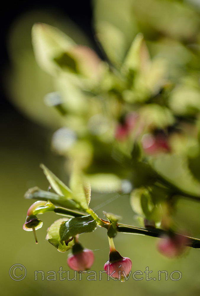 BB 15 0635 / Vaccinium myrtillus / Blåbær