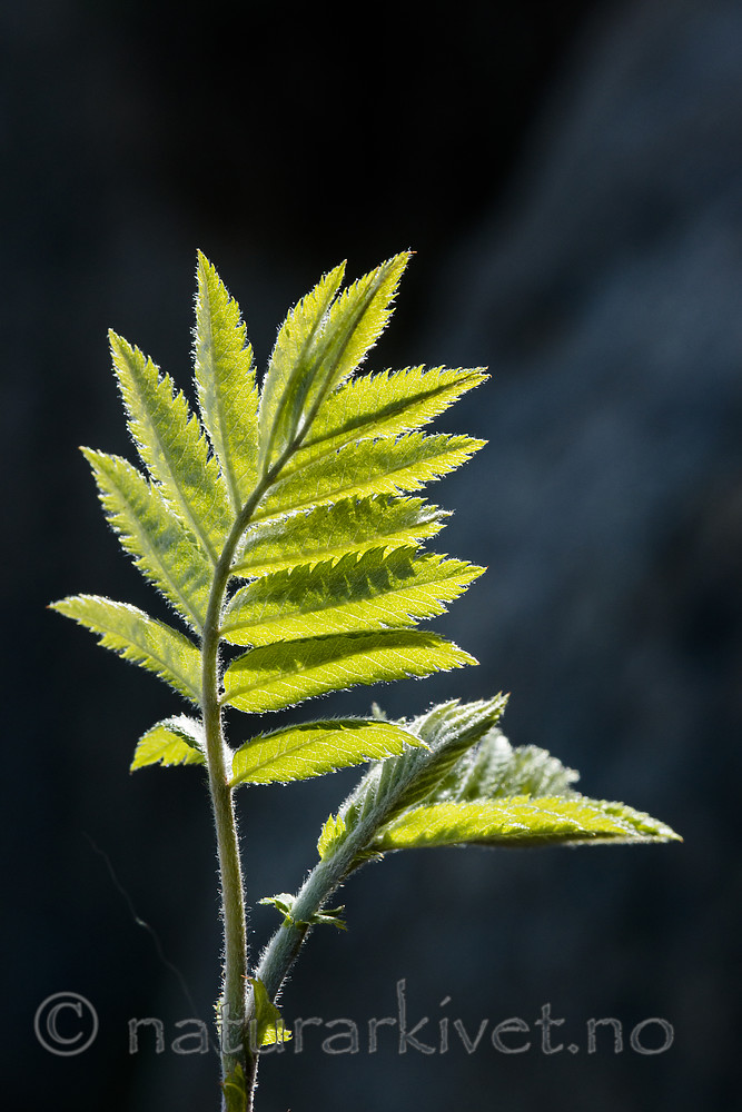 BB 15 0637 / Sorbus aucuparia / Rogn