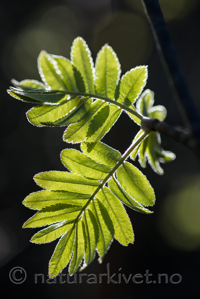 BB 15 0638 / Sorbus aucuparia / Rogn