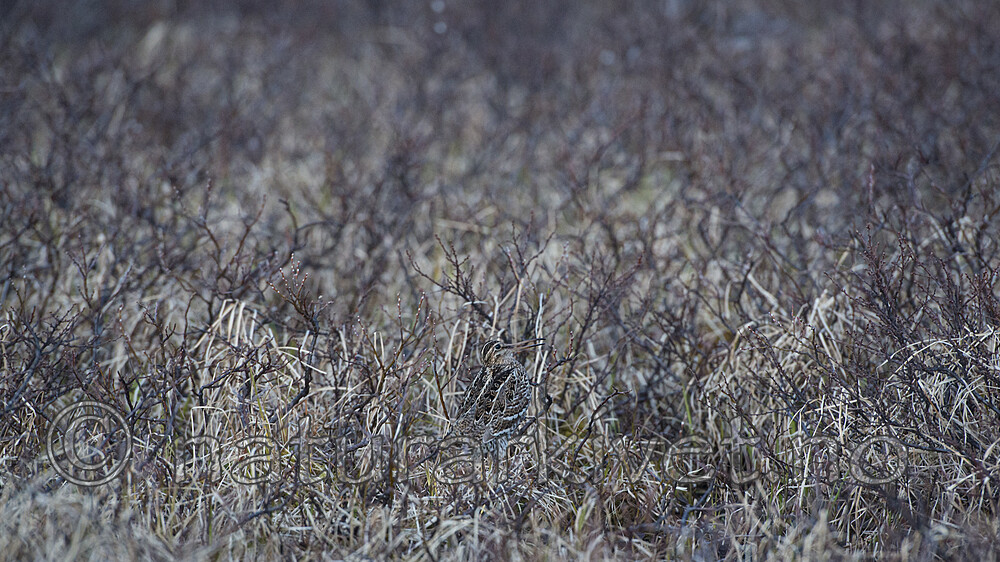 BB 15 0643 / Gallinago media / Dobbeltbekkasin