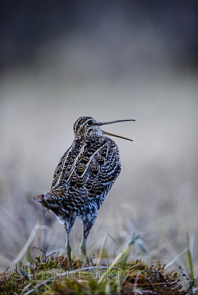 BB 15 0644 / Gallinago media / Dobbeltbekkasin