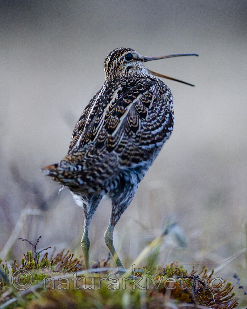 BB 15 0645 / Gallinago media / Dobbeltbekkasin