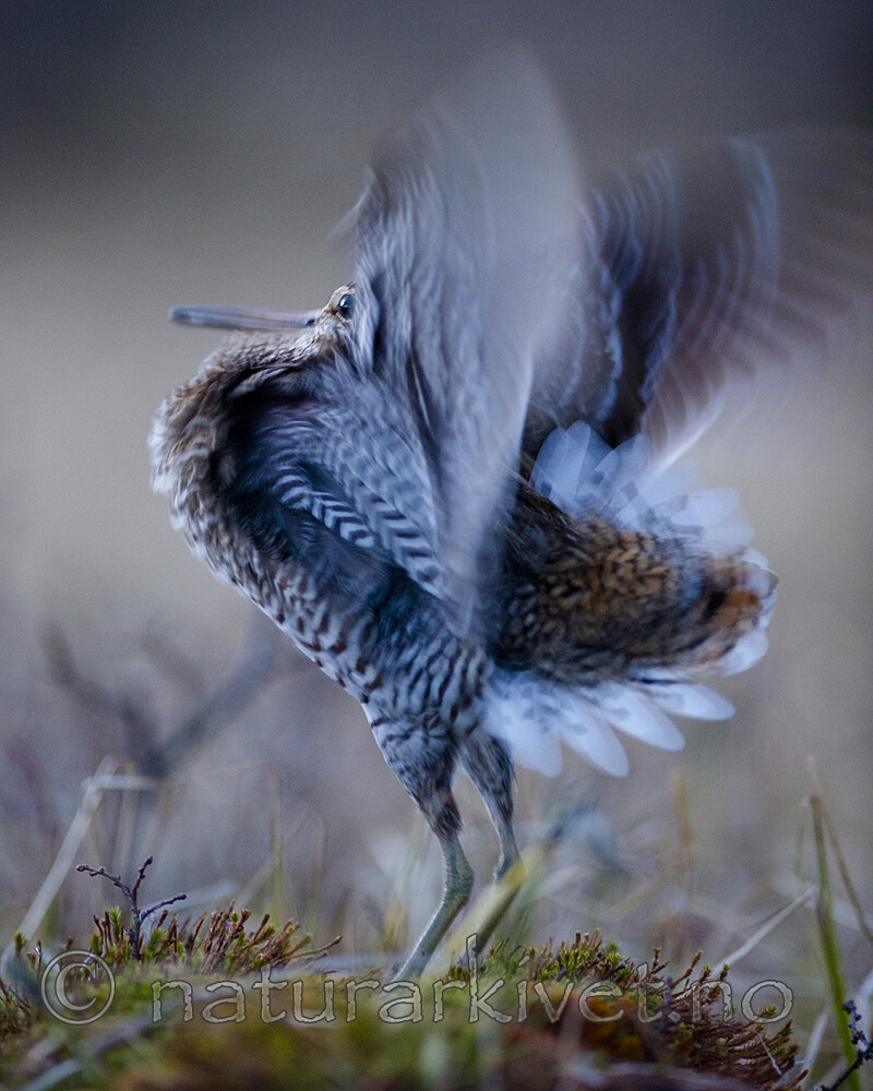 BB 15 0646 / Gallinago media / Dobbeltbekkasin