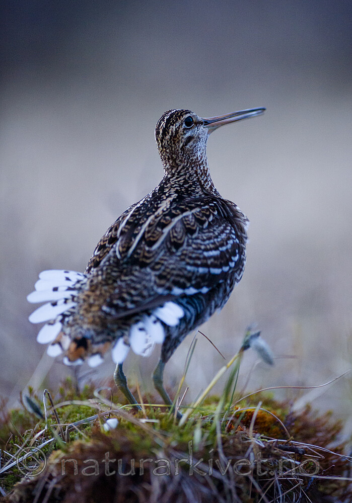 BB 15 0647 / Gallinago media / Dobbeltbekkasin