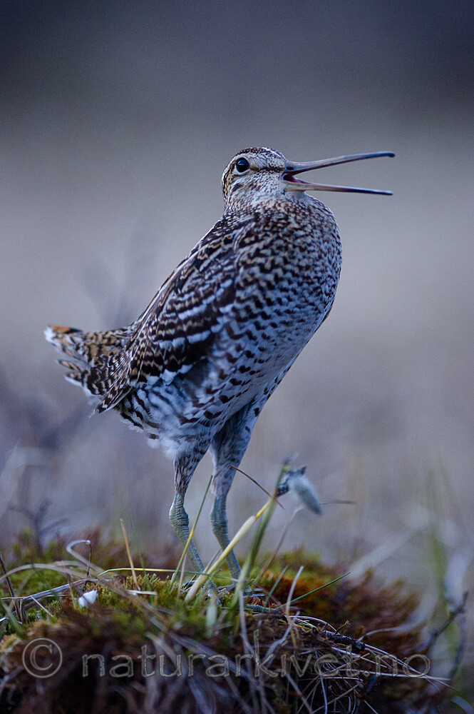 BB 15 0648 / Gallinago media / Dobbeltbekkasin