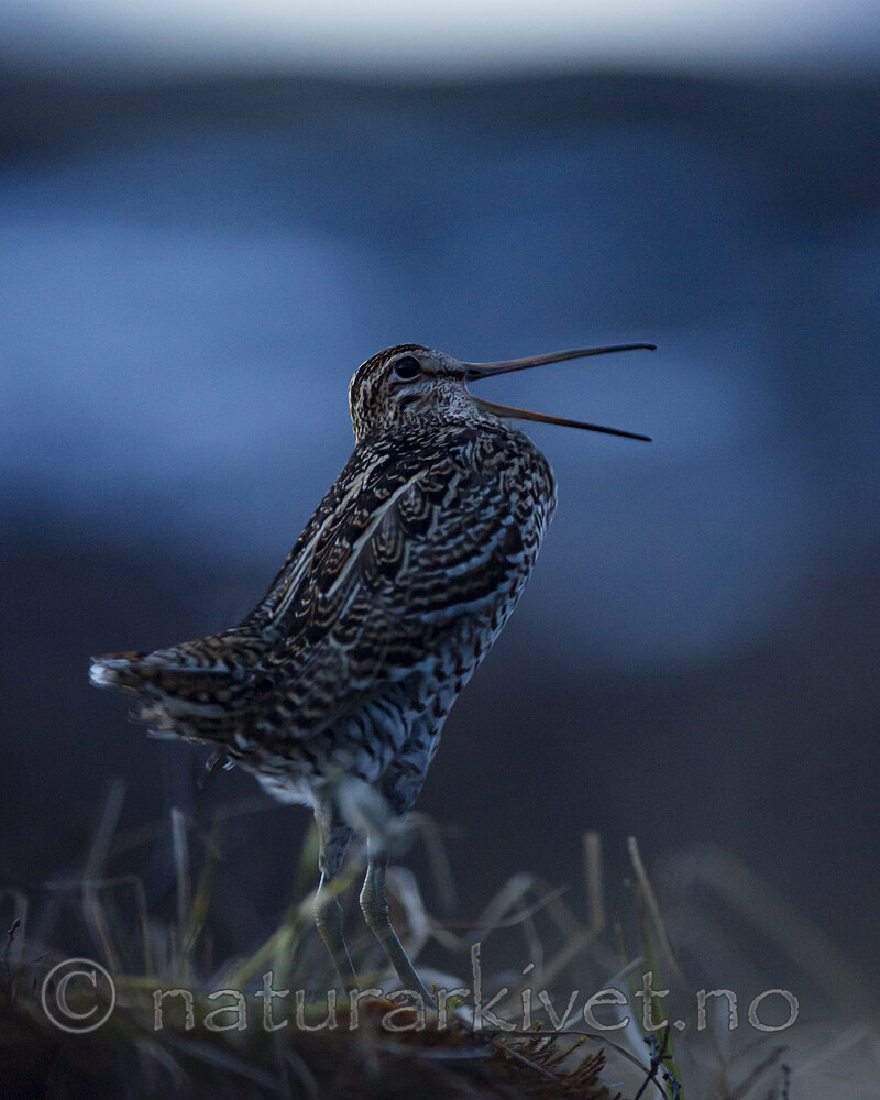 BB 15 0649 / Gallinago media / Dobbeltbekkasin