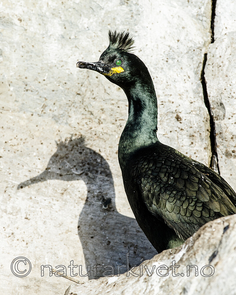 BB 15 0655 / Phalacrocorax aristotelis / Toppskarv