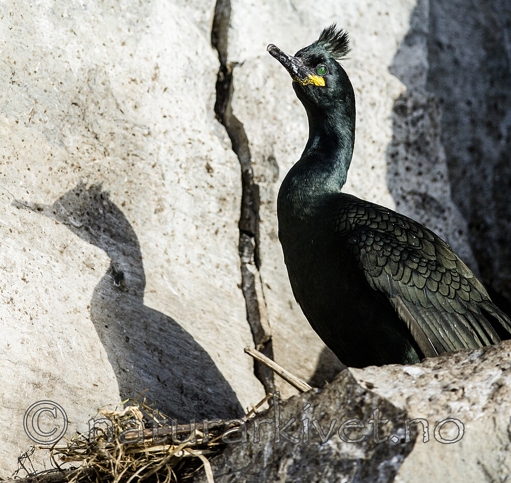 BB 15 0656 / Phalacrocorax aristotelis / Toppskarv