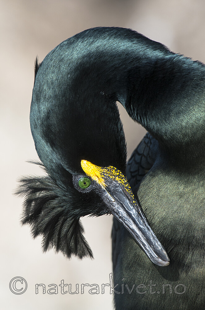 BB 15 0658 / Phalacrocorax aristotelis / Toppskarv