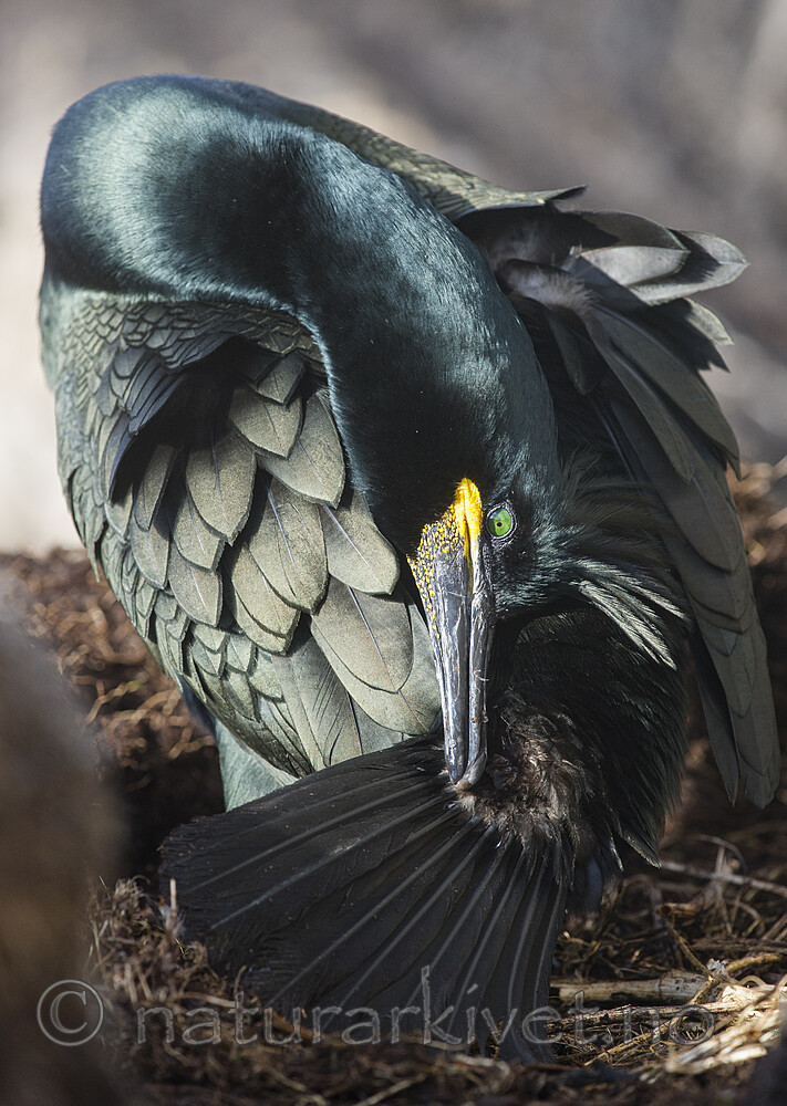 BB 15 0660 / Phalacrocorax aristotelis / Toppskarv