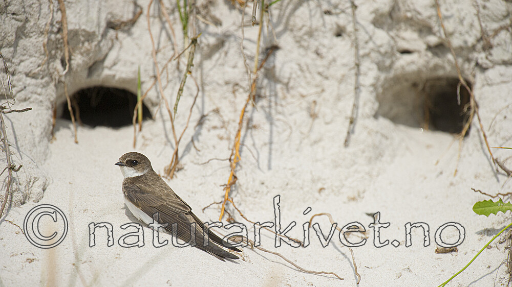 BB 15 0672 / Riparia riparia / Sandsvale