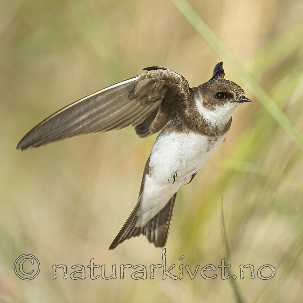 BB 15 0677 / Riparia riparia / Sandsvale