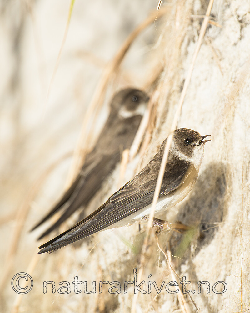 BB 15 0680 / Riparia riparia / Sandsvale