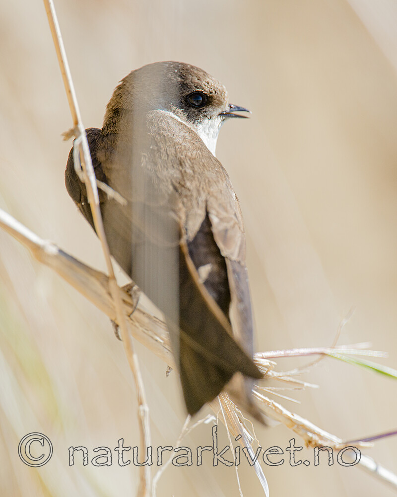 BB 15 0682 / Riparia riparia / Sandsvale