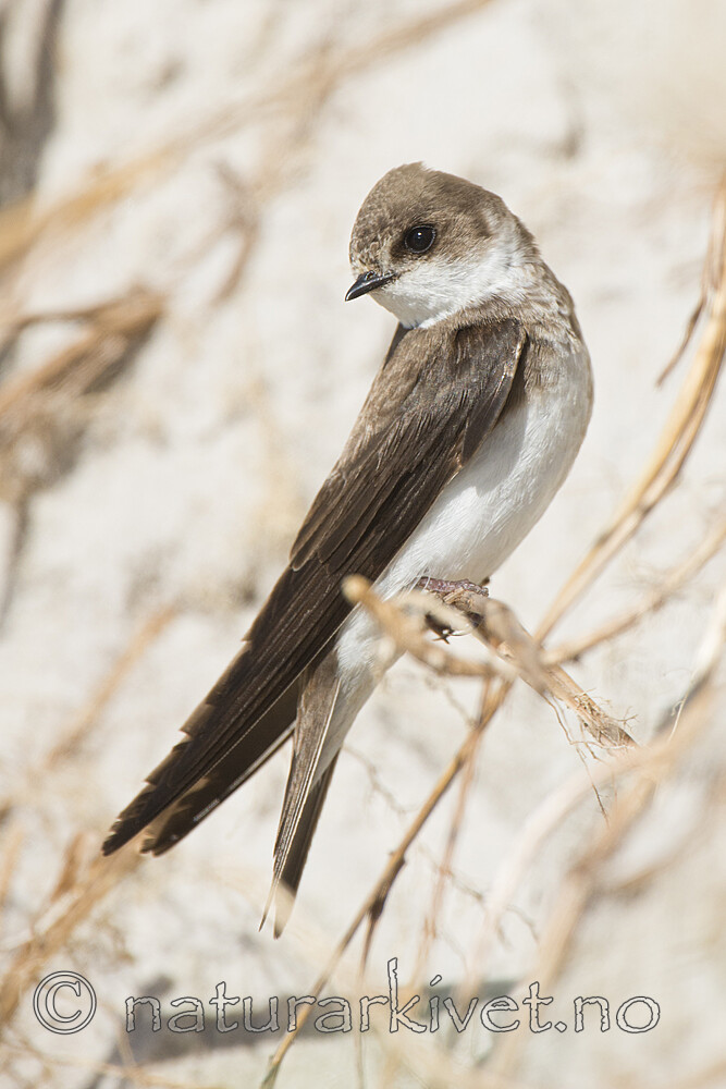 BB 15 0683 / Riparia riparia / Sandsvale