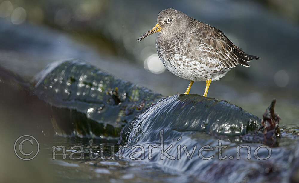 BB 15 0687 / Calidris maritima / Fjæreplytt