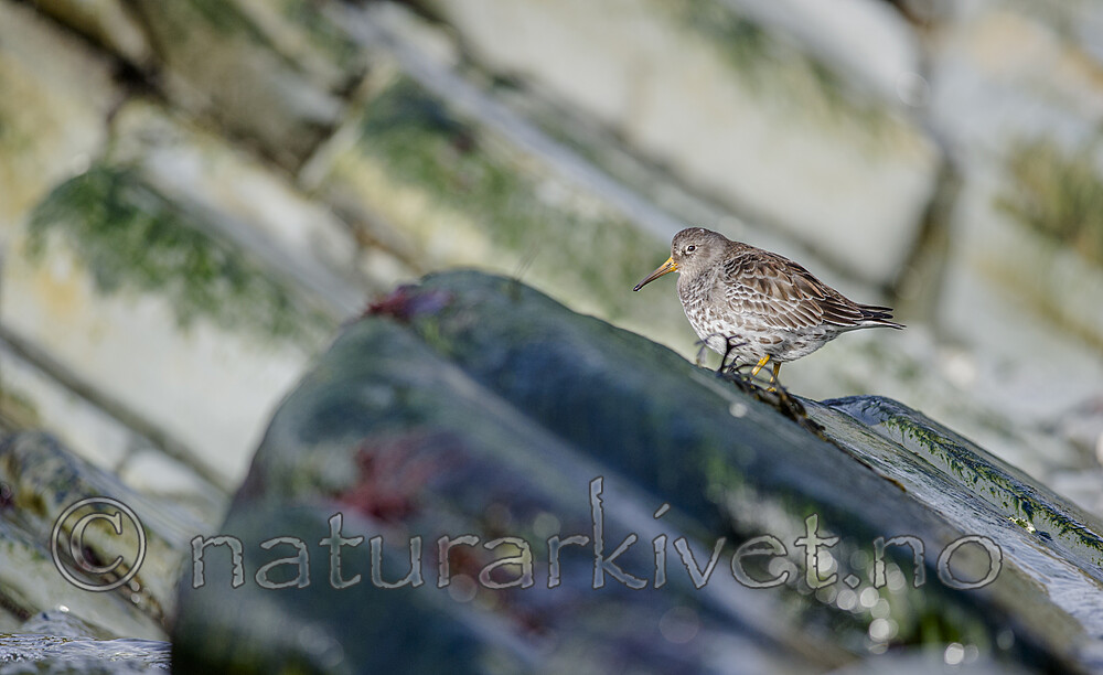 BB 15 0688 / Calidris maritima / Fjæreplytt