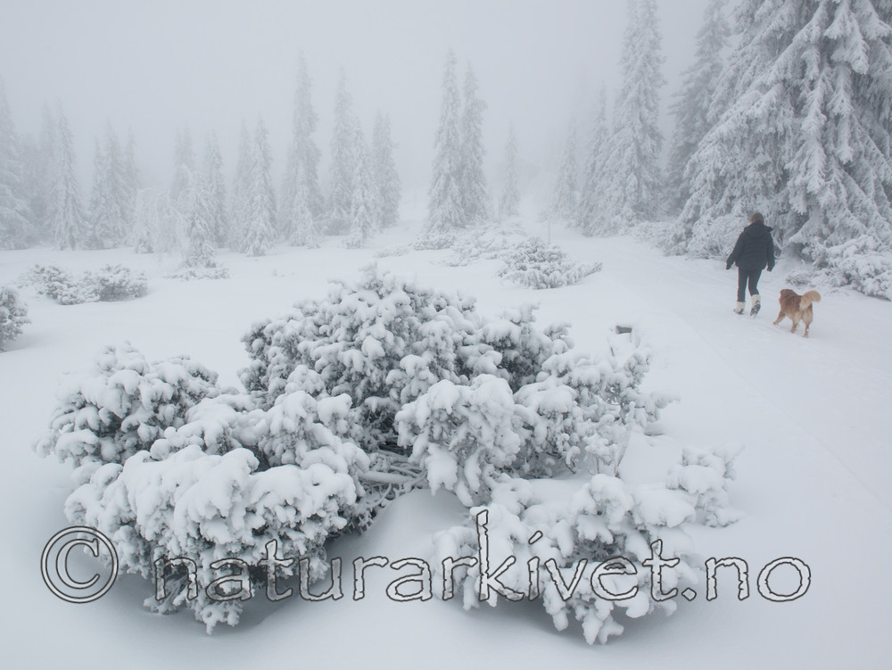 BB_20160101_0117 / Canis lupus familiaris / Hund <br /> Juniperus communis / Einer <br /> Picea abies / Gran