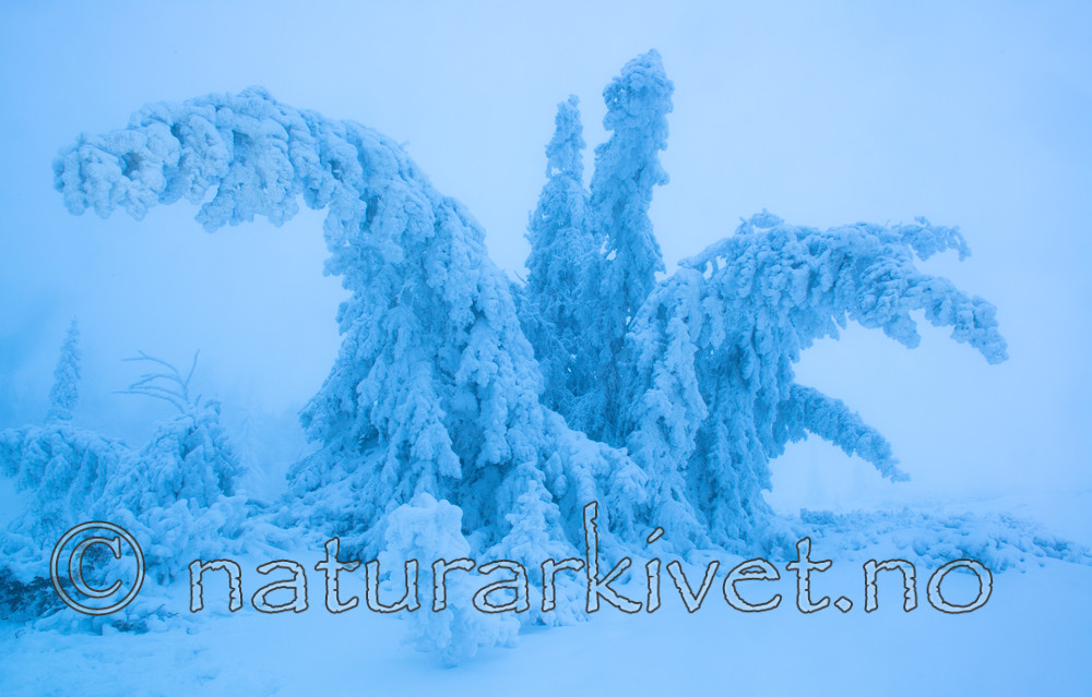 BB_20160101_0268 / Picea abies / Gran