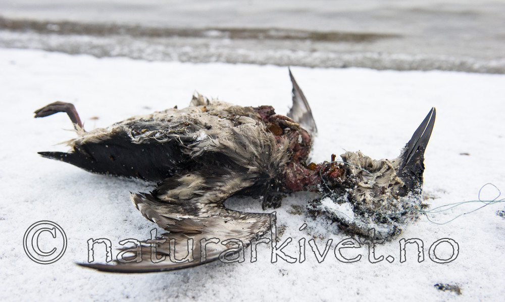 BB_20160104_0030 / Uria aalge / Lomvi