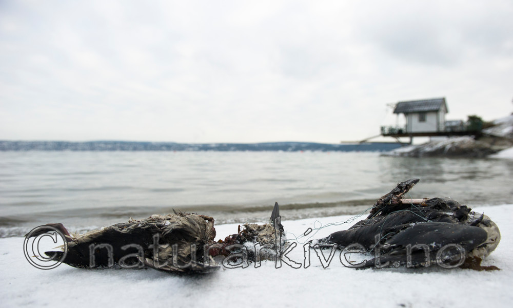 BB_20160104_0035 / Uria aalge / Lomvi