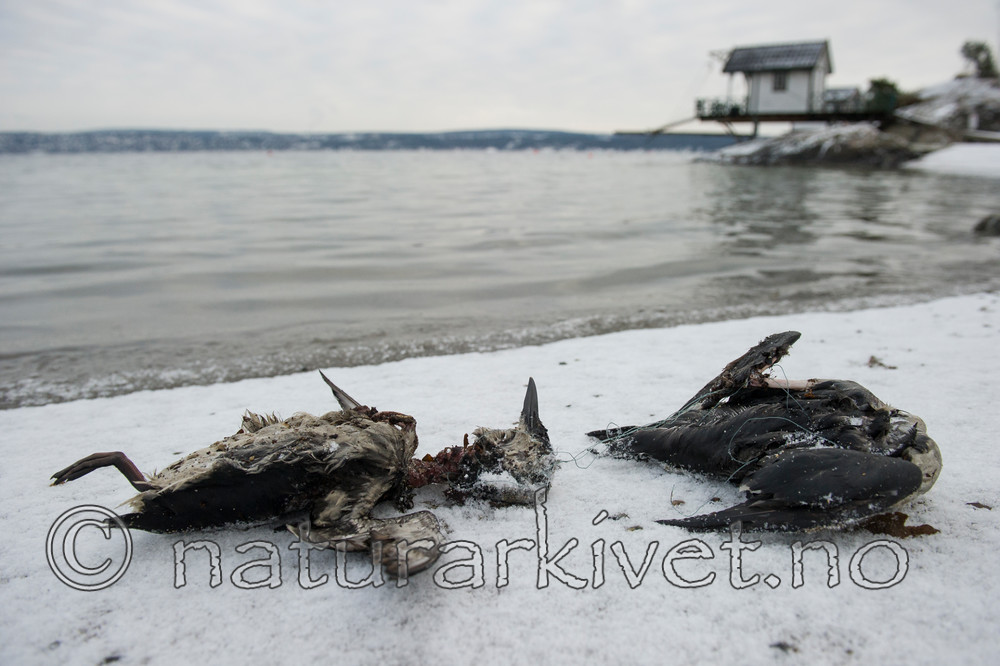 BB_20160104_0040 / Uria aalge / Lomvi