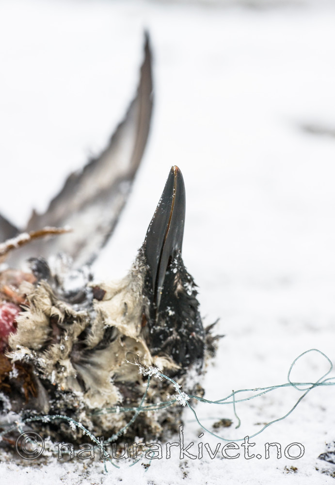 BB_20160104_0073 / Uria aalge / Lomvi