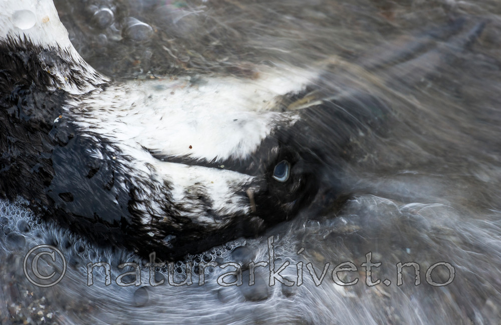 BB_20160104_0121 / Uria aalge / Lomvi