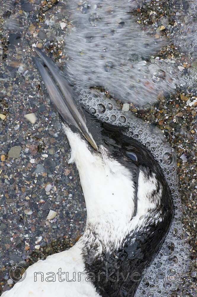 BB_20160104_0123 / Uria aalge / Lomvi