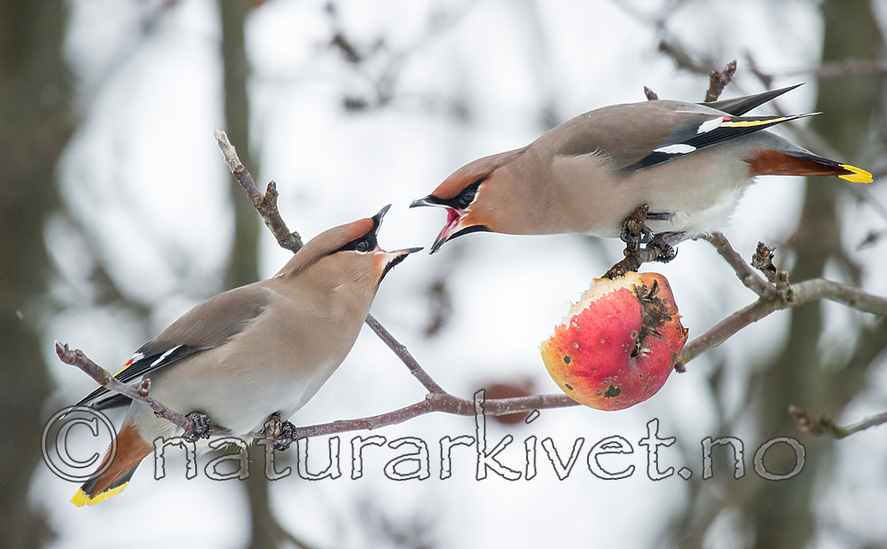 BB_20160109_0402 / Bombycilla garrulus / Sidensvans <br /> Malus ×domestica / Eple