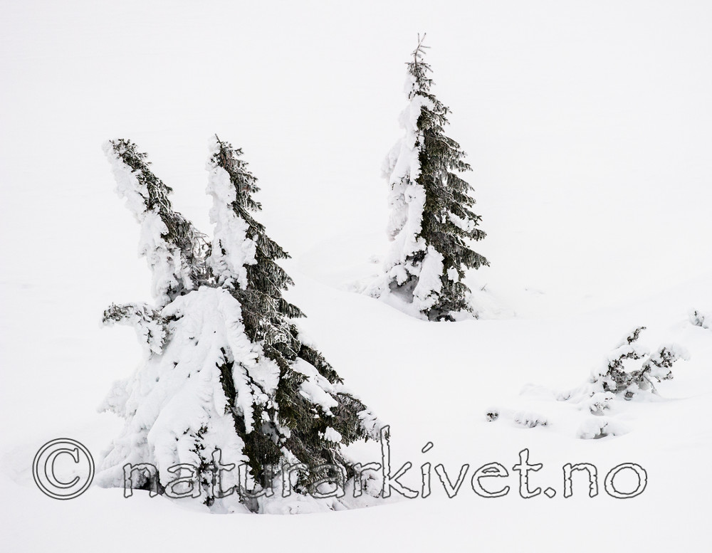 BB_20160123_0020-2 / Juniperus communis / Einer <br /> Picea abies / Gran