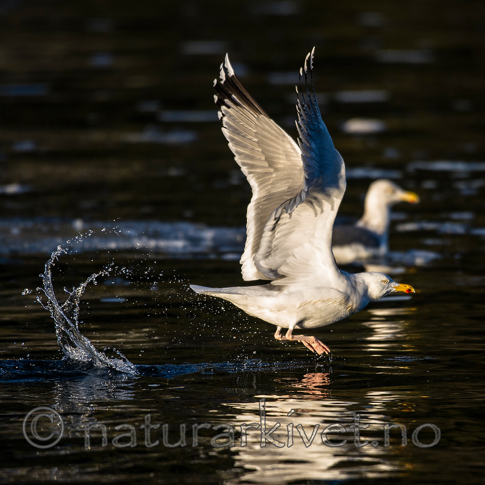 BB_20160131_0004 / Larus argentatus / Gråmåke