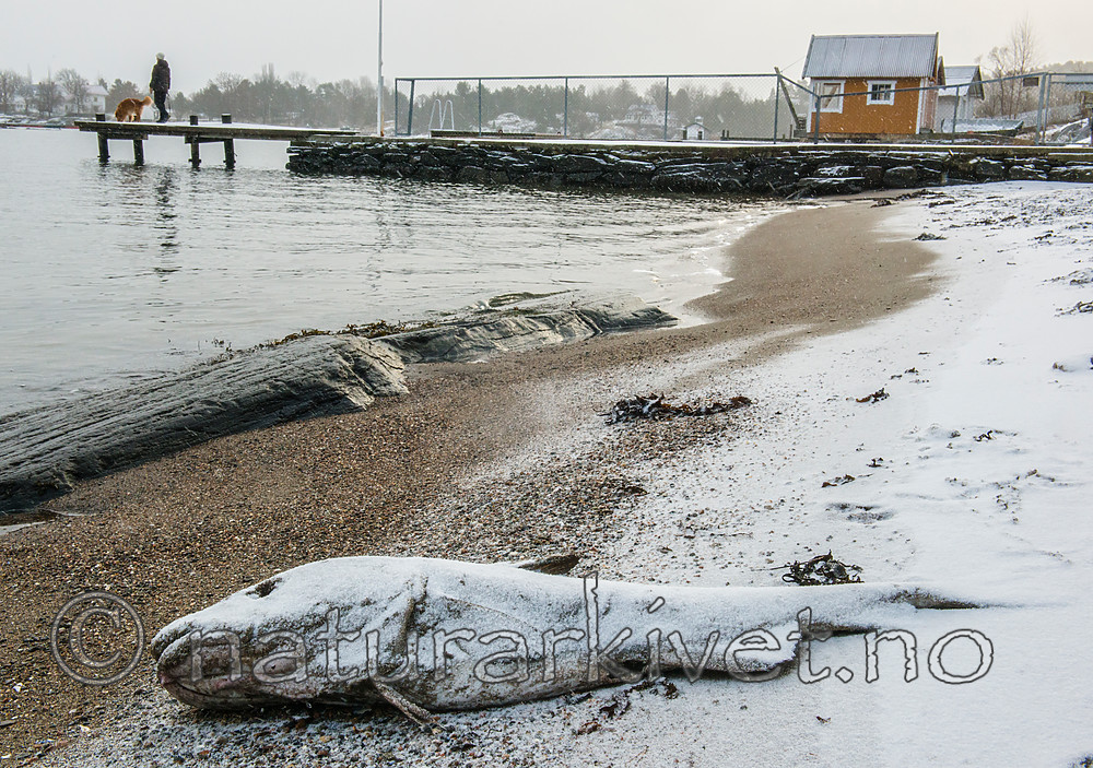 BB_20160213_0084 / Canis lupus familiaris / Hund <br /> Gadus morhua / Torsk