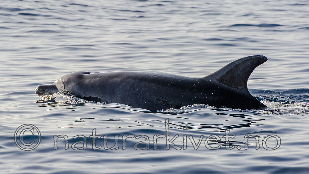 BB_20160224_0069 / Tursiops truncatus / Tumler