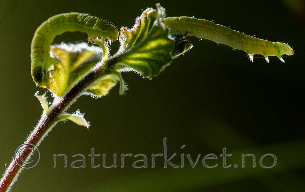 BB_20160304_0132 / Betula pubescens / Bjørk <br /> Betula pubescens tortuosa / Fjellbjørk <br /> Epirrita autumnata / Fjellbjørkemåler