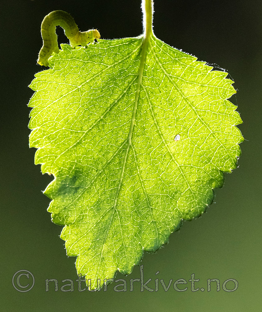 BB_20160304_0189 / Betula pubescens / Bjørk <br /> Betula pubescens tortuosa / Fjellbjørk <br /> Epirrita autumnata / Fjellbjørkemåler