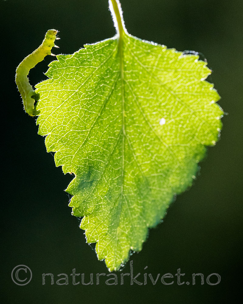 BB_20160304_0275 / Betula pubescens / Bjørk <br /> Betula pubescens tortuosa / Fjellbjørk <br /> Epirrita autumnata / Fjellbjørkemåler