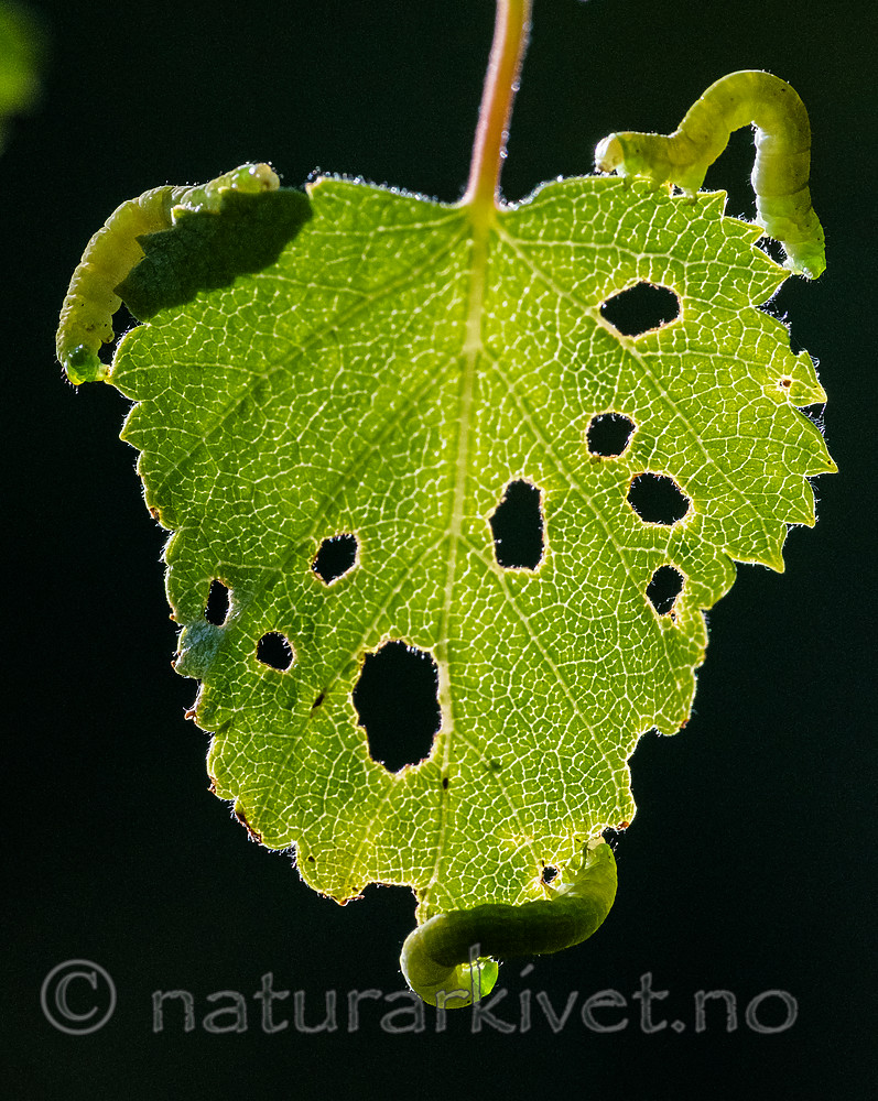 BB_20160304_0348 / Betula pubescens / Bjørk <br /> Betula pubescens tortuosa / Fjellbjørk <br /> Epirrita autumnata / Fjellbjørkemåler