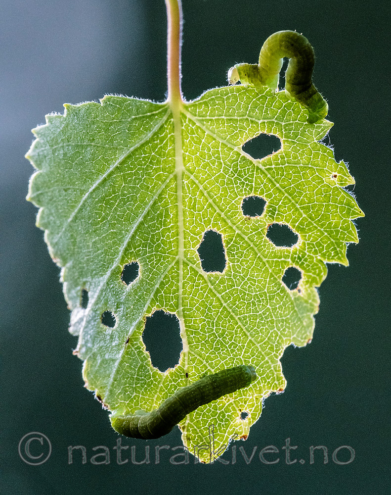 BB_20160304_0358 / Betula pubescens / Bjørk <br /> Betula pubescens tortuosa / Fjellbjørk <br /> Epirrita autumnata / Fjellbjørkemåler