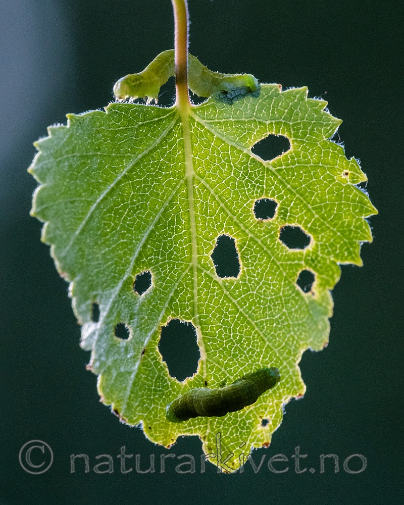 BB_20160304_0362 / Betula pubescens / Bjørk <br /> Betula pubescens tortuosa / Fjellbjørk <br /> Epirrita autumnata / Fjellbjørkemåler