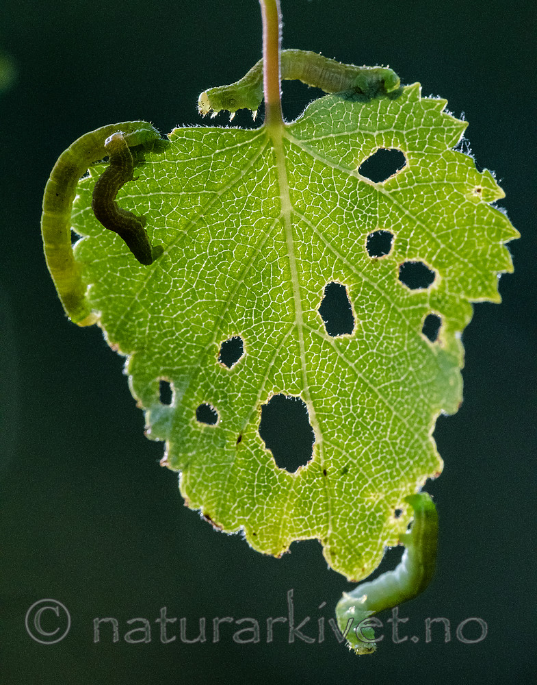BB_20160304_0374 / Betula pubescens / Bjørk <br /> Betula pubescens tortuosa / Fjellbjørk <br /> Epirrita autumnata / Fjellbjørkemåler