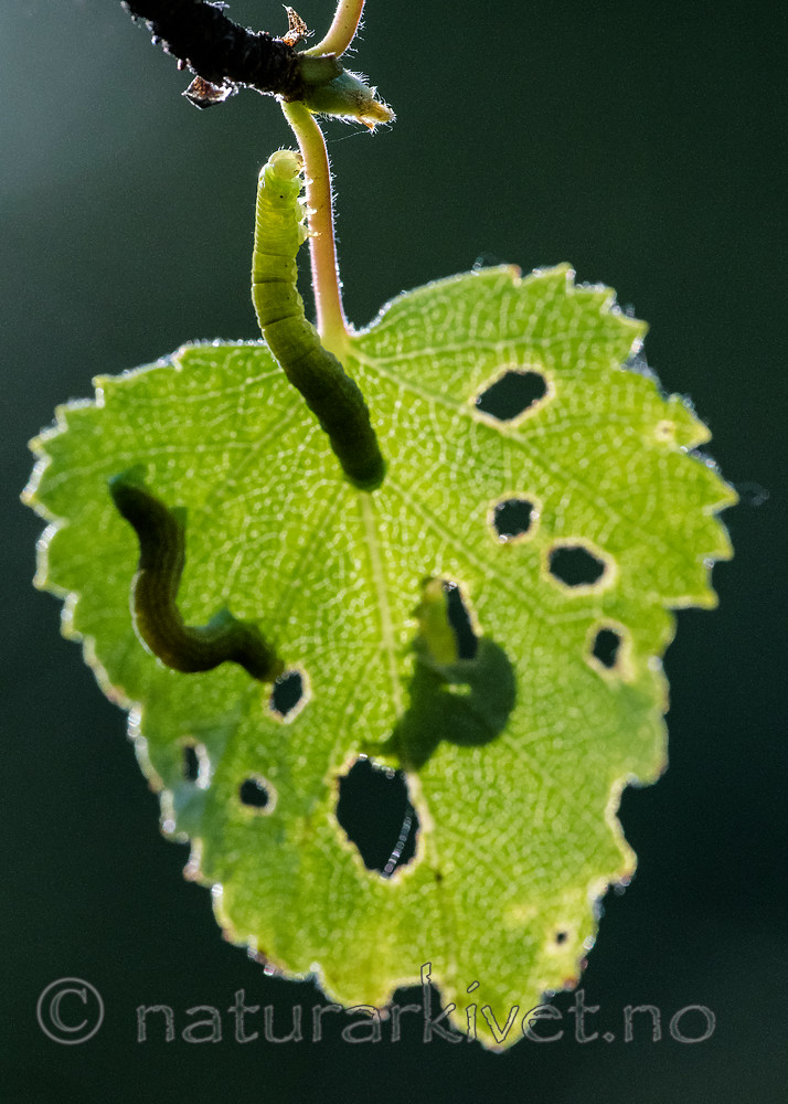 BB_20160304_0400 / Betula pubescens / Bjørk <br /> Betula pubescens tortuosa / Fjellbjørk <br /> Epirrita autumnata / Fjellbjørkemåler