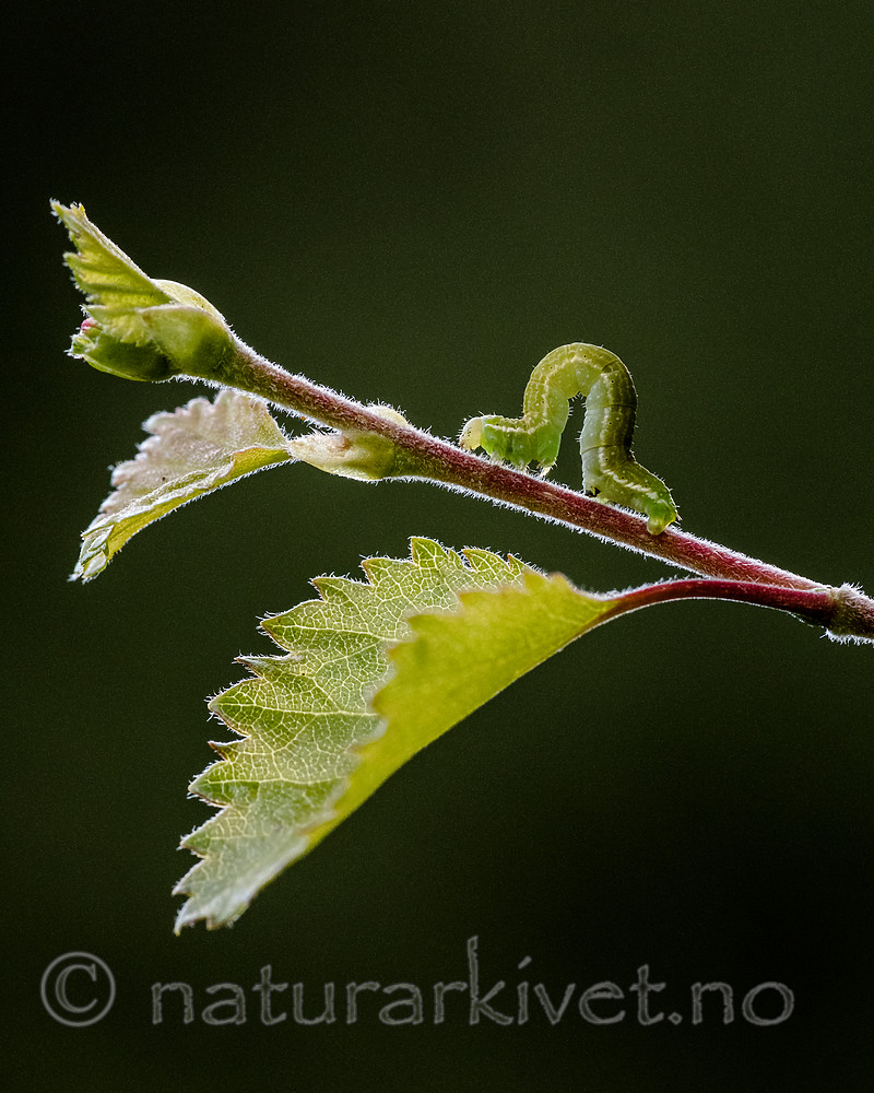 BB_20160304_0521 / Betula pubescens / Bjørk <br /> Betula pubescens tortuosa / Fjellbjørk <br /> Epirrita autumnata / Fjellbjørkemåler