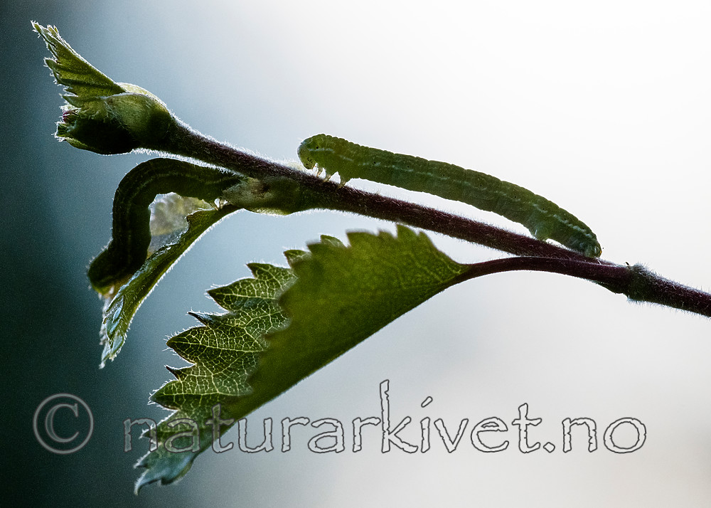 BB_20160304_0550 / Betula pubescens / Bjørk <br /> Betula pubescens tortuosa / Fjellbjørk <br /> Epirrita autumnata / Fjellbjørkemåler