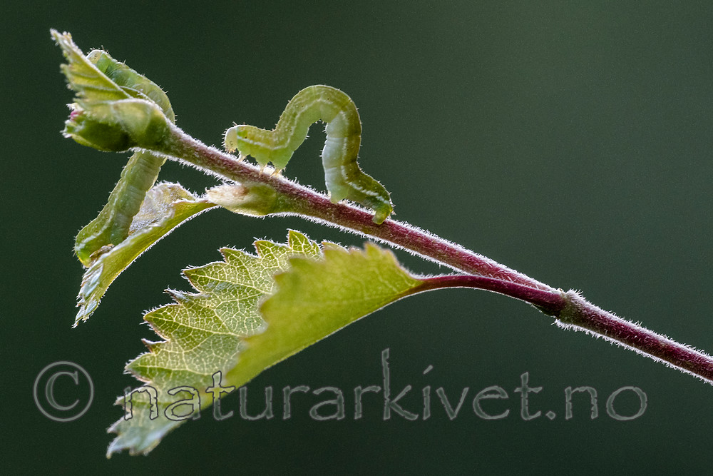 BB_20160304_0553 / Betula pubescens / Bjørk <br /> Betula pubescens tortuosa / Fjellbjørk <br /> Epirrita autumnata / Fjellbjørkemåler