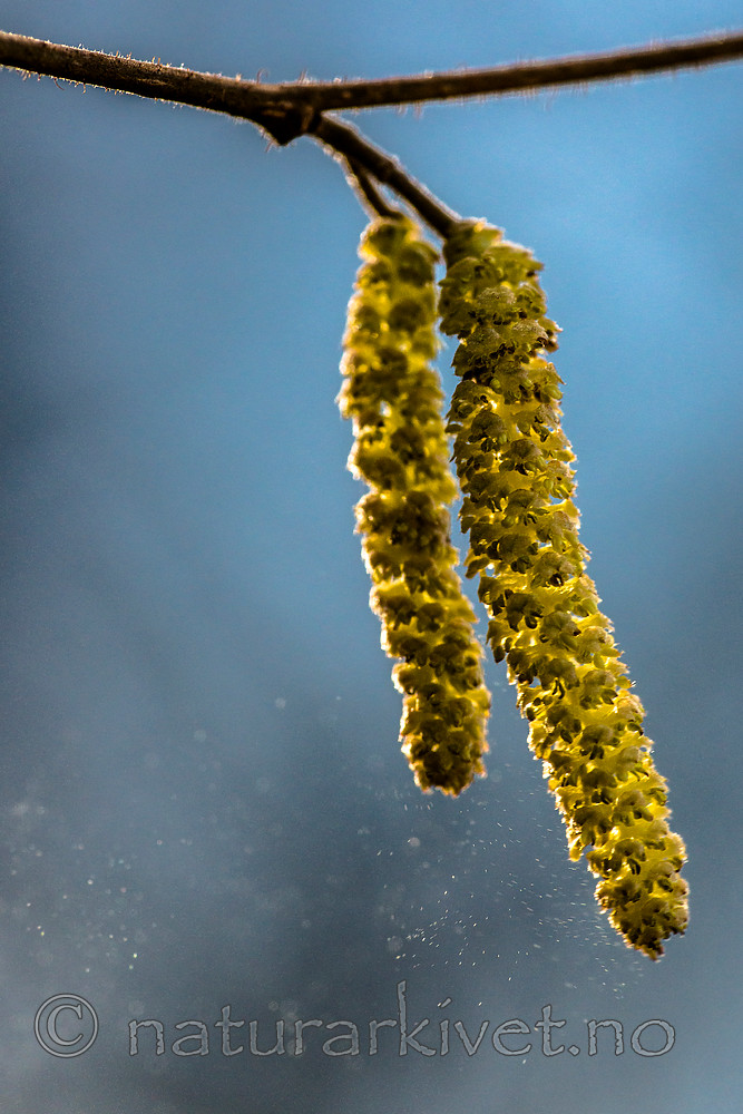 BB_20160319_0157 / Corylus avellana / Hassel